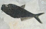 Massive Diplomystus Fish Fossil - Wall Mount #8406-1
